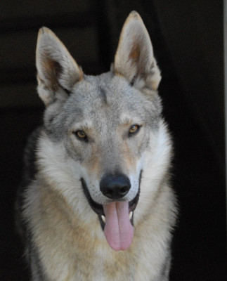 Étalon Chien-loup tchecoslovaque - Vah' al roggh pal-kyss de la mollyniere de lo'scale
