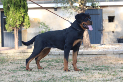 Étalon Rottweiler - Alligator Of Legend Mysteria