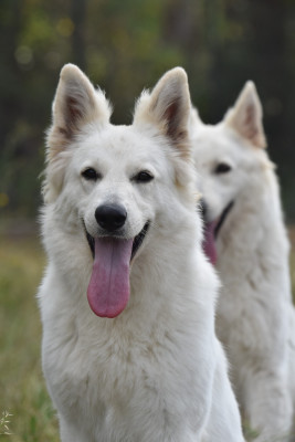 Étalon Berger Blanc Suisse - Proxima Centauri z chaty leona