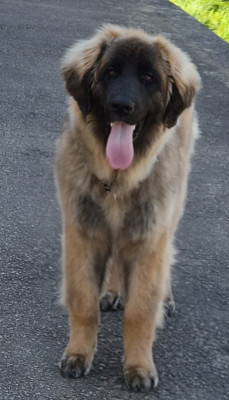 Étalon Leonberger - B'Naboo Ideal Love des Géants de l'Ange Blanc
