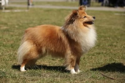 Étalon Shetland Sheepdog - A Sweet Dream Azela De La Ria Triskela