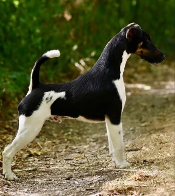 Étalon Fox Terrier Poil lisse - Ares By Fox rebell Fubelfox