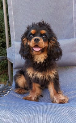 Étalon Cavalier King Charles Spaniel - Brooklyn Du Rêve D'Hanstie