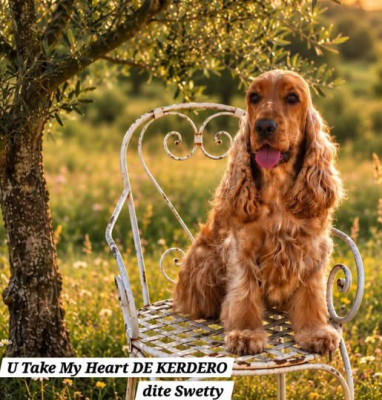Étalon Cocker Spaniel Anglais - U take my heart dite sweety de kerdero