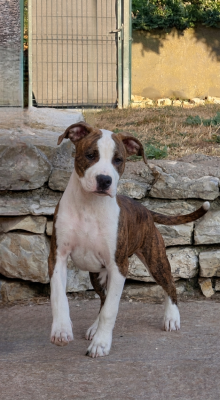 Étalon American Staffordshire Terrier - JAGGER HELLFIRE KING OF inferno devil's