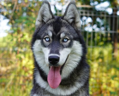Étalon Siberian Husky - Alcateia Das Neves Borea