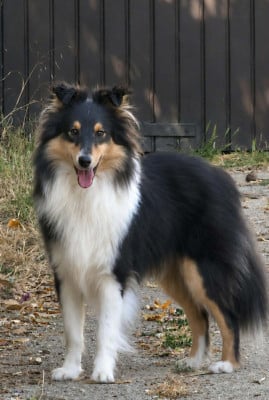 Étalon Shetland Sheepdog - A Little Boy Du Domaine Des Ptit's Futés