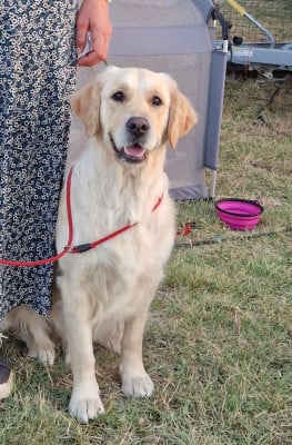 Étalon Golden Retriever - Vite Eclaire moi Luciole des Puppy's Golden Love Titre Initial