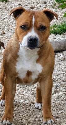 Étalon Staffordshire Bull Terrier - Vera earthquake queen Du Royaume D'Alyah