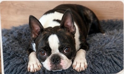 Étalon Boston Terrier - Angel des lavandes de la Sainte Victoire