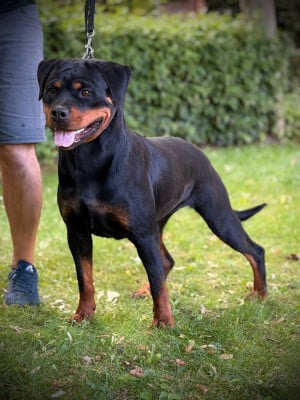 Étalon Rottweiler - Auracle Von Der Vangfuller