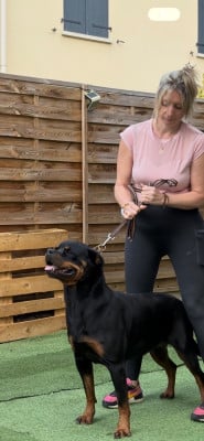 Étalon Rottweiler - Taya Des Guerriers Saiyans