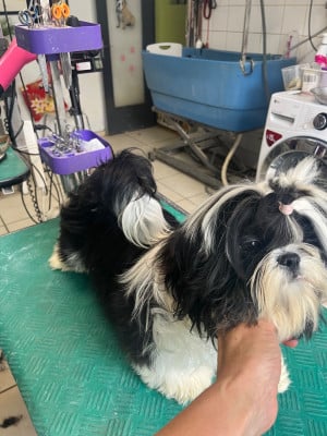 Étalon Shih Tzu - Bonbon De Pepsie Pep's