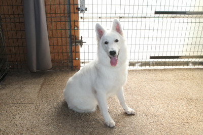 Étalon Berger Blanc Suisse - AUSTRALE du plateau ardennais
