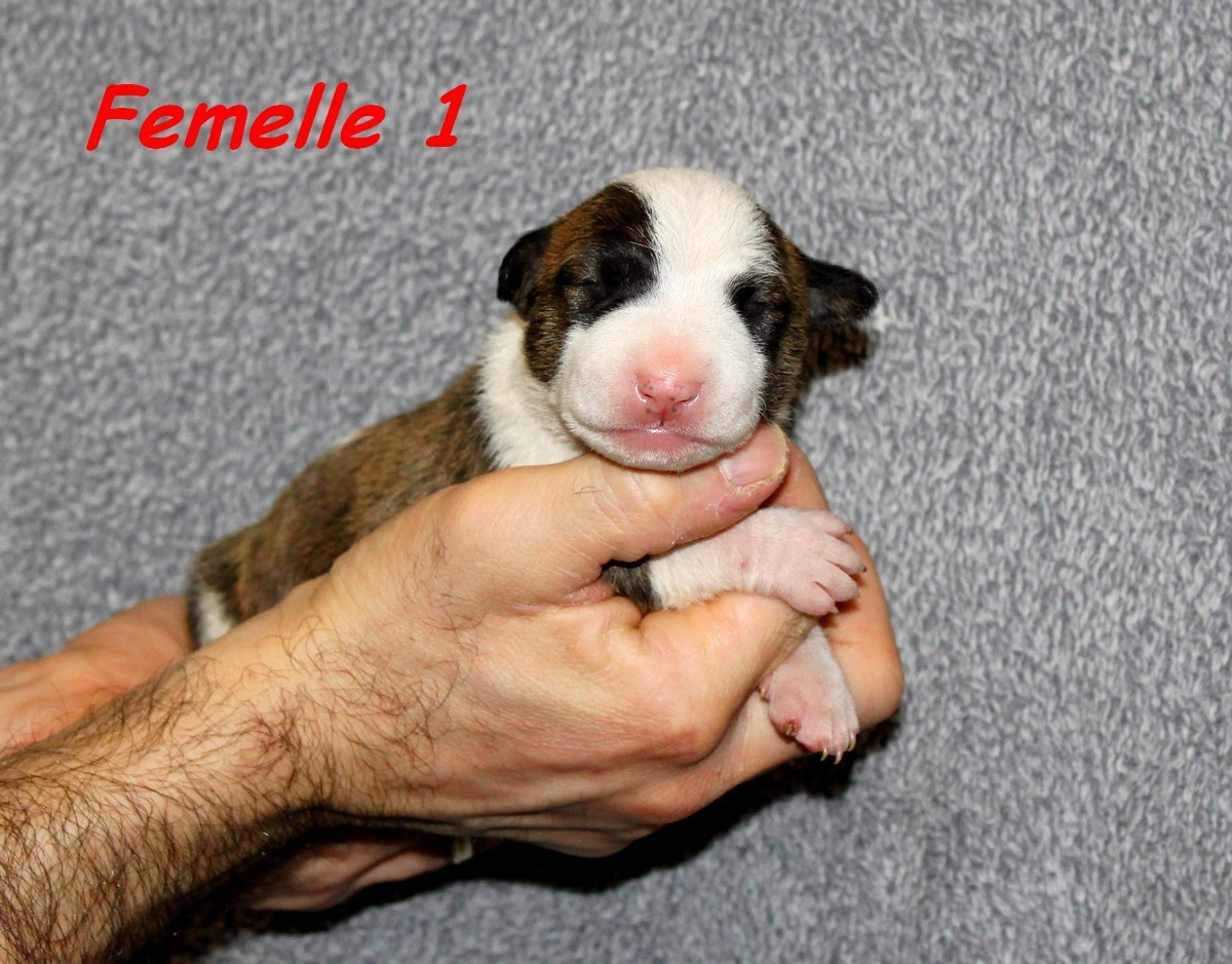 Publication : Terrier's Paradise 