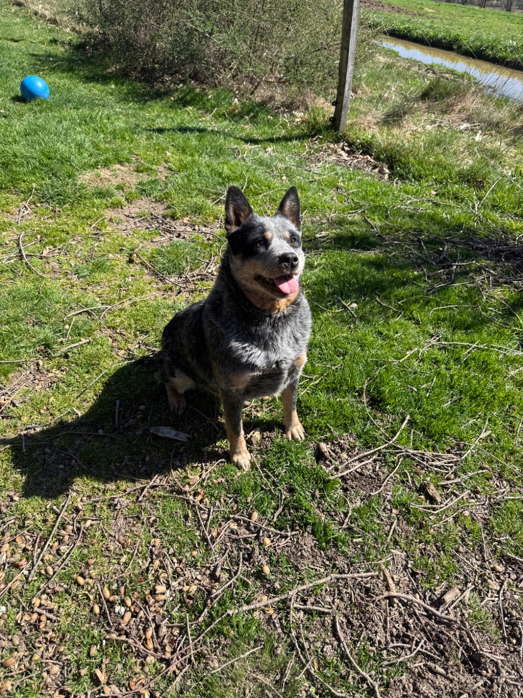 Publication : Of Suprême Staffy's 