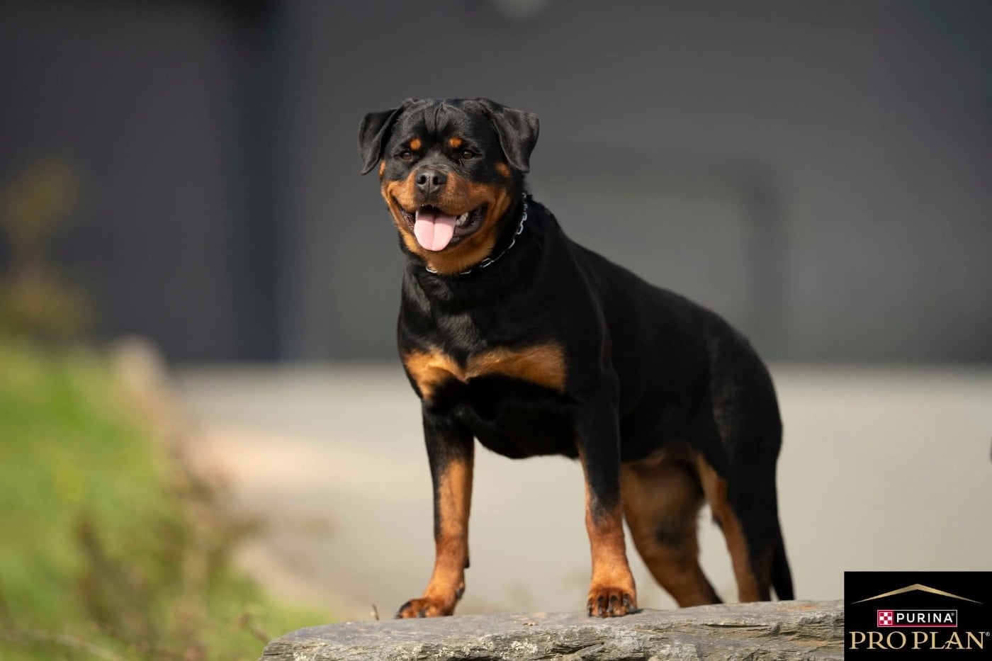 Publication : Des Guerriers De L'Argoat 