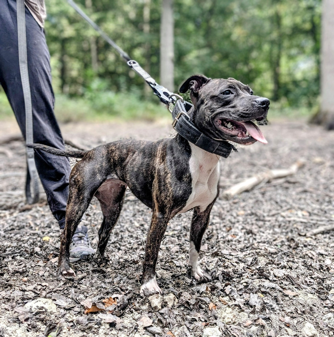 Publication : Jungle Road Kennel