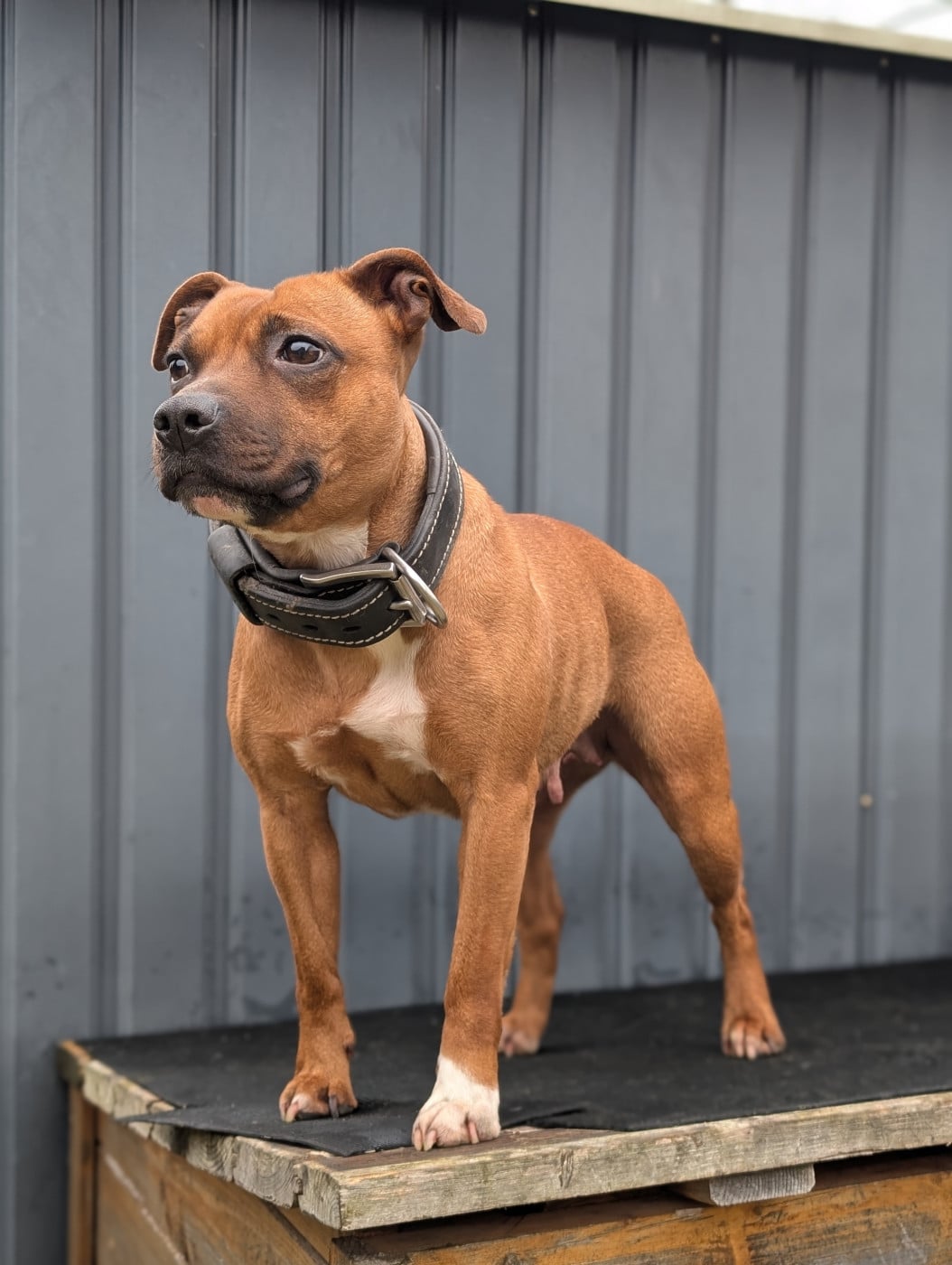 Publication : Jungle Road Kennel