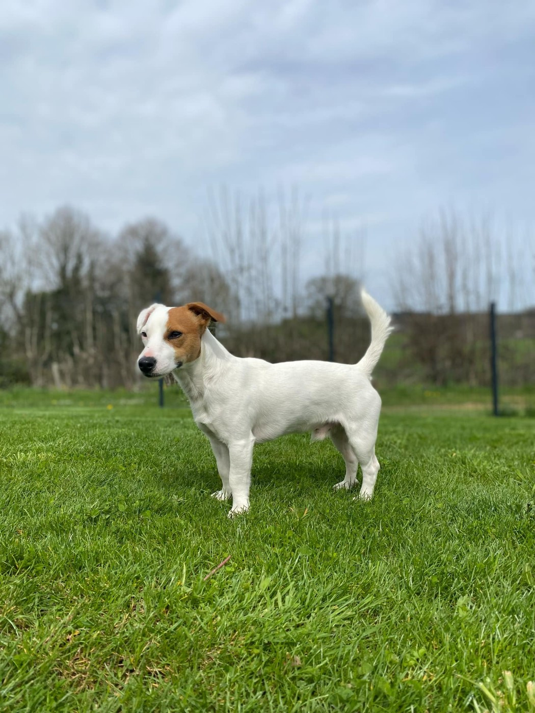 Publication : Du Domaine Des Pattes Dorées 