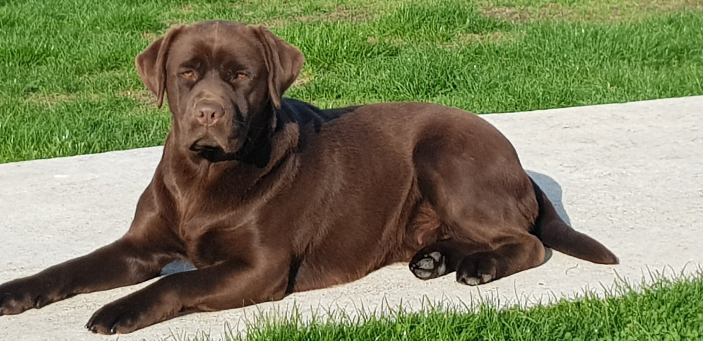 Publication : de la Coquellerie Auteur : LAURENT LIBERAL