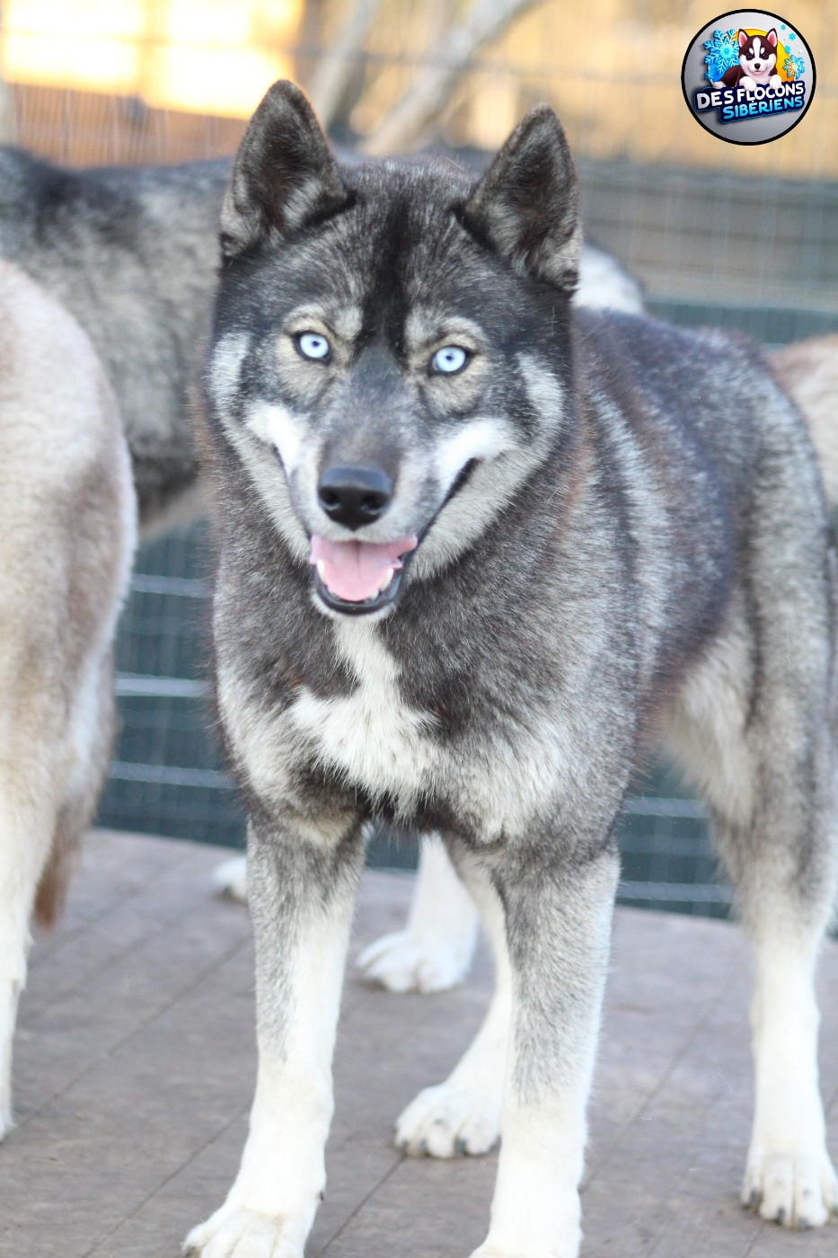 Publication : Des Flocons Sibériens 