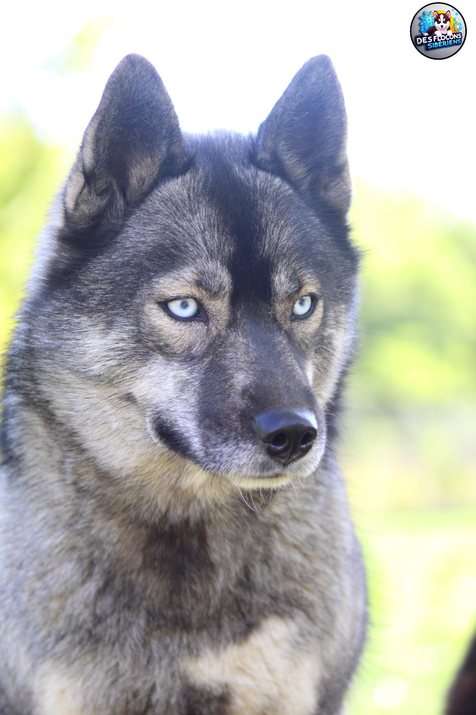 Publication : Des Flocons Sibériens 