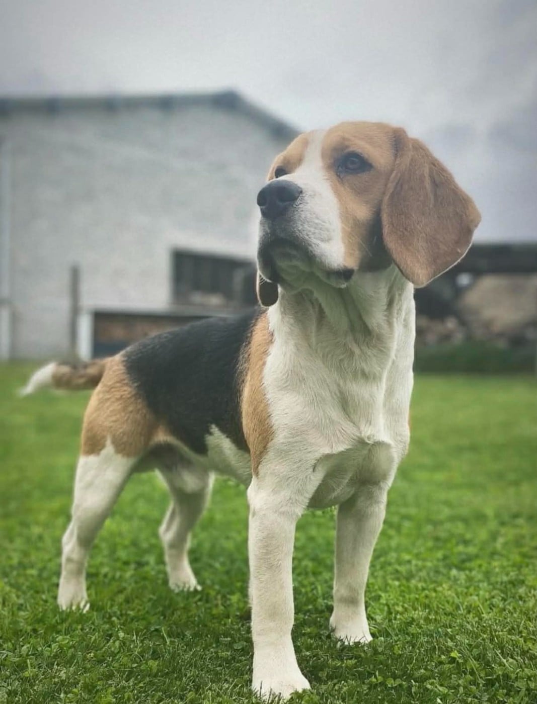 Publication : Du Domaine Des Pattes Dorées 