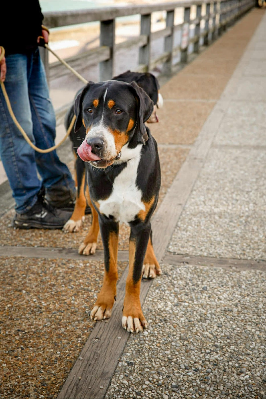 Publication : Des Anges D'ambre 