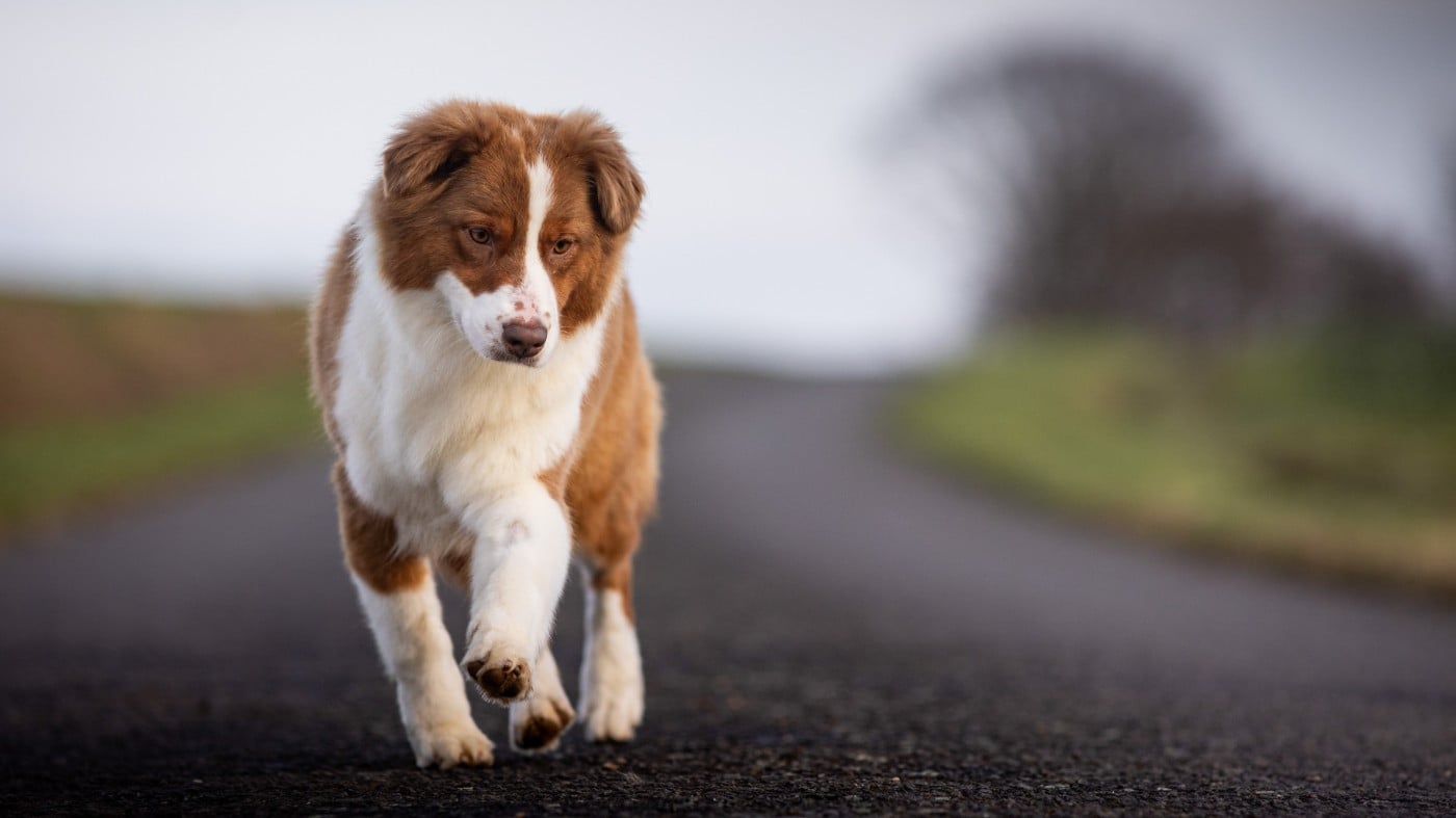 Publication : de la Dune d'Ozalee Auteur : OZALEE