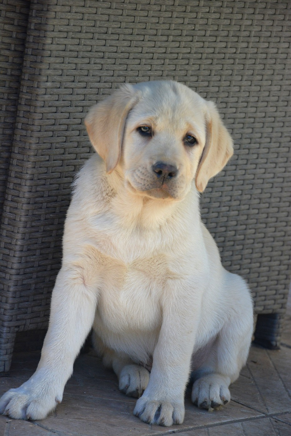 Publication : du domaine des egeasseaux Auteur : Domaine des Egeasseaux