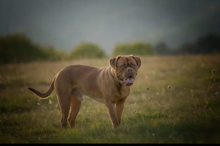 Platon (Sans Affixe)