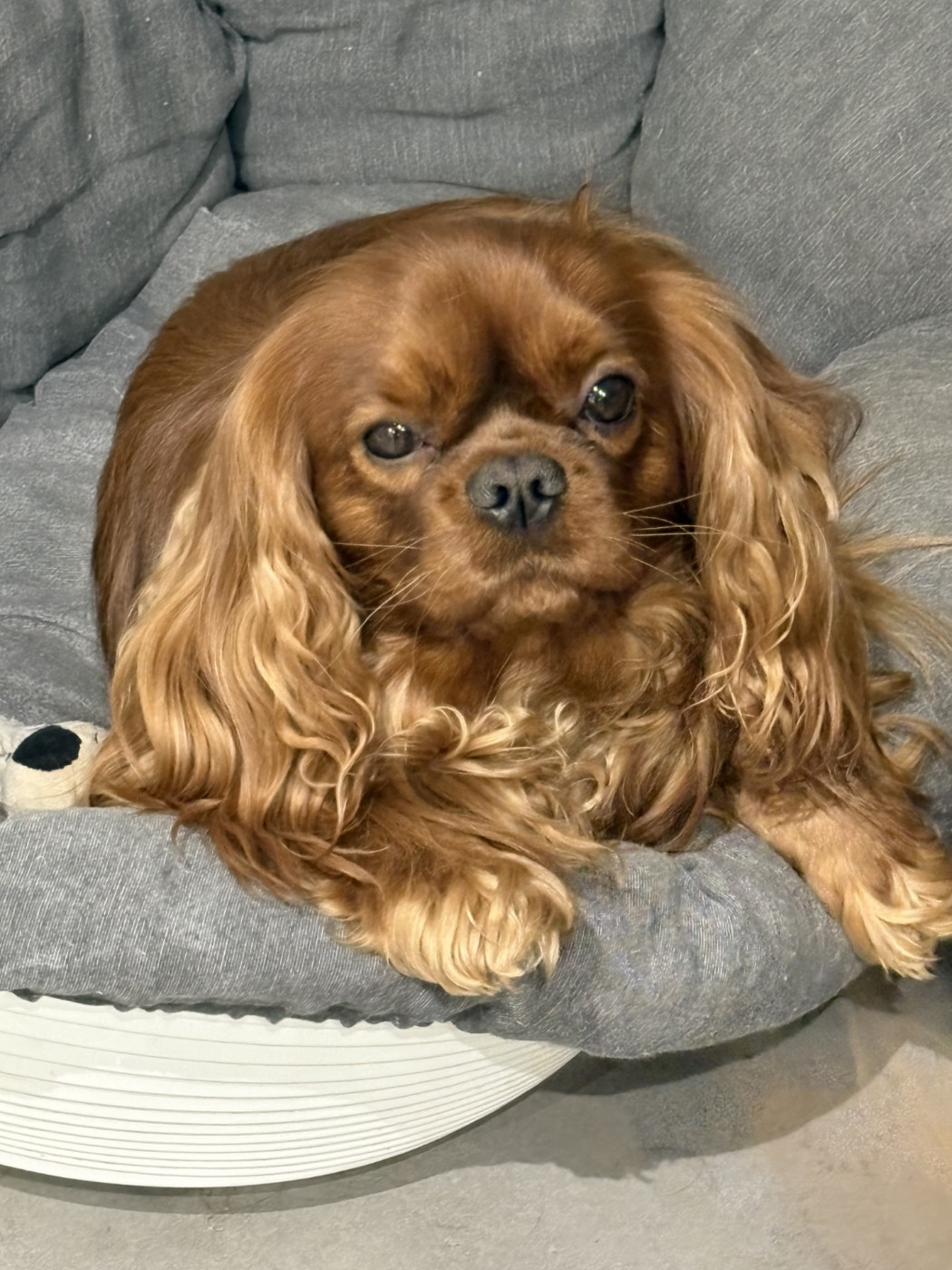 SOCRATE du pré au comte