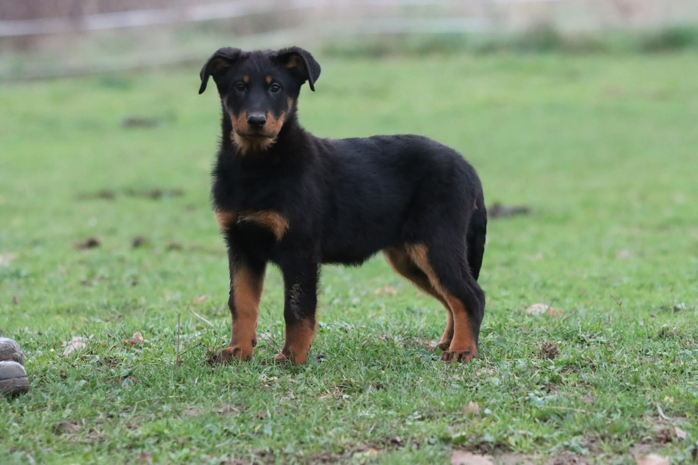 Publication : Of Gold In The Heart Auteur : Ribes Maréva