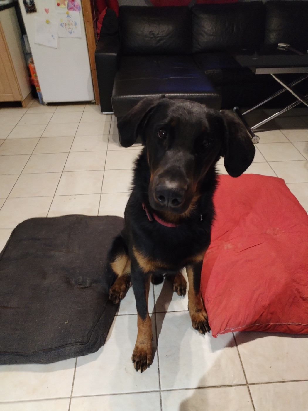 Publication : Des Rubtoz 