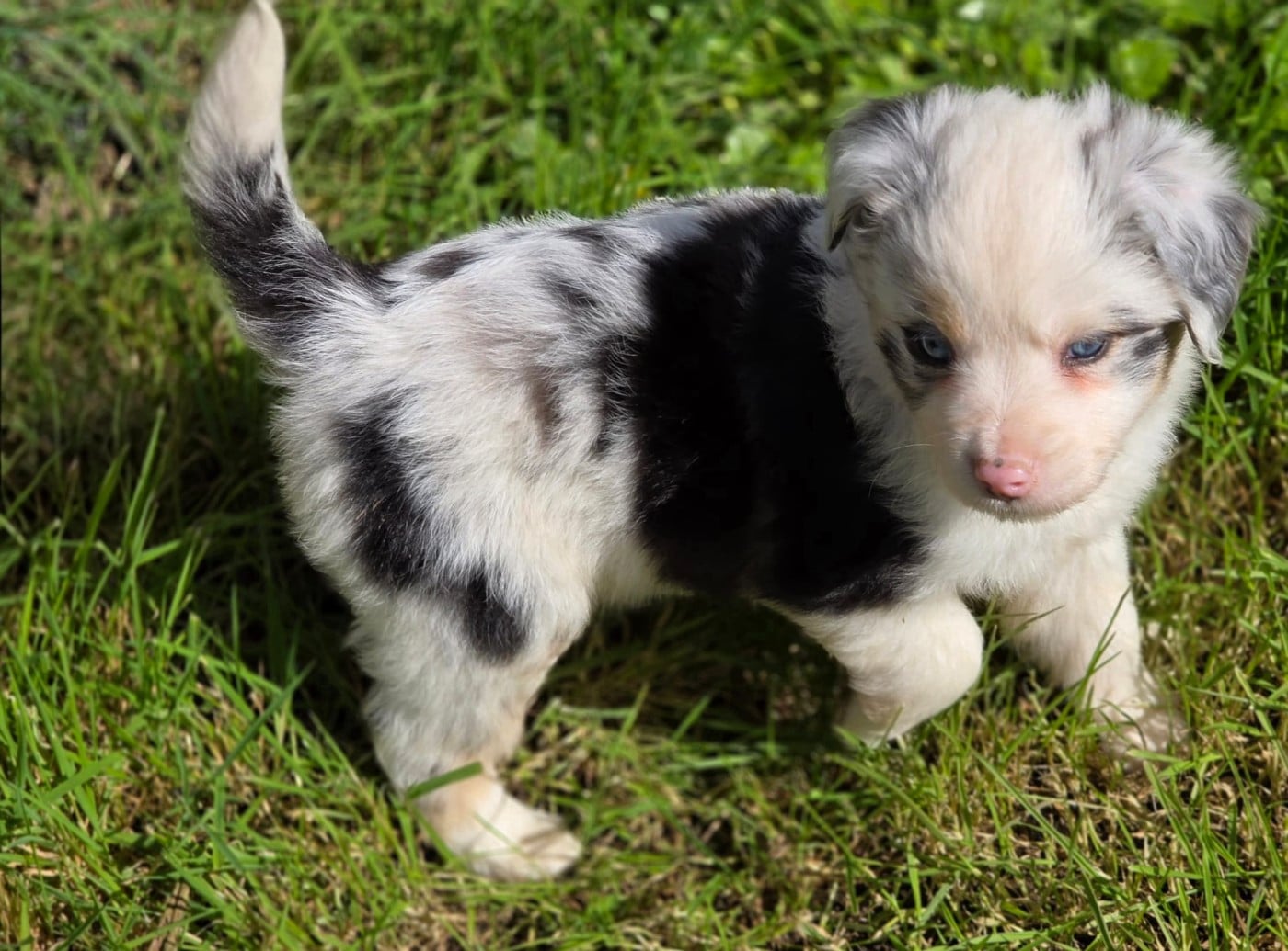 Publication : de gens de garonne 