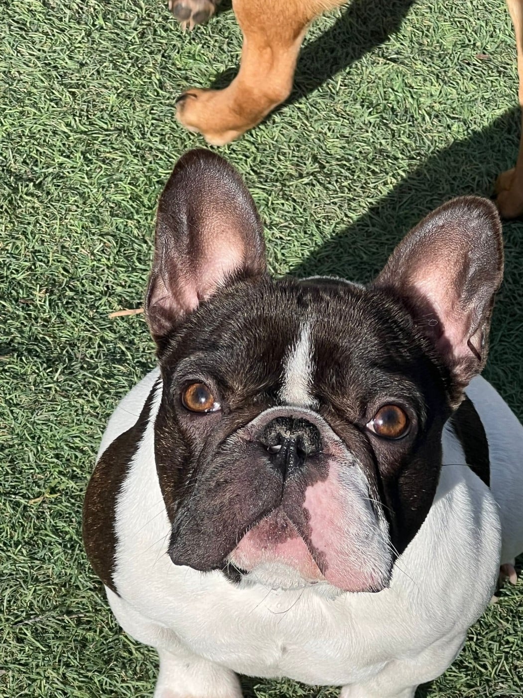 Publication : The Kingdom Of The Little Red Kings