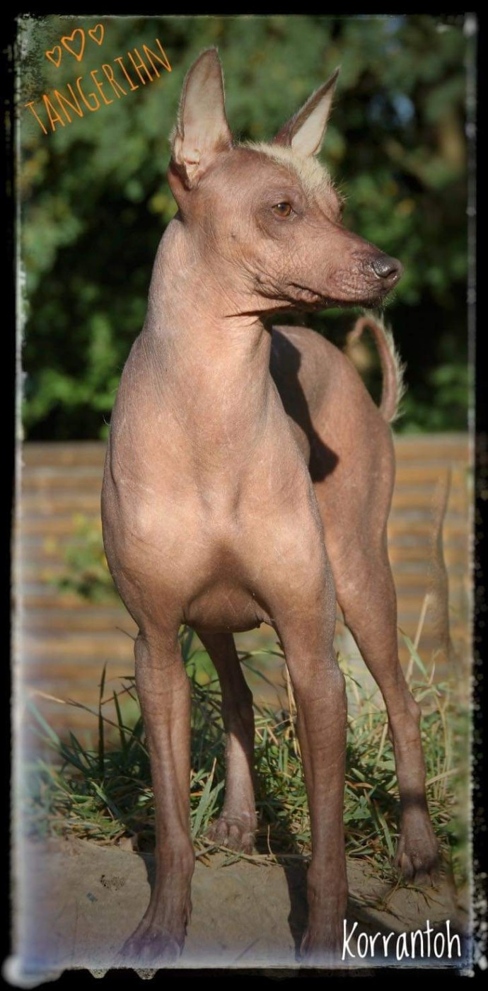 Publication : De korrantoh 