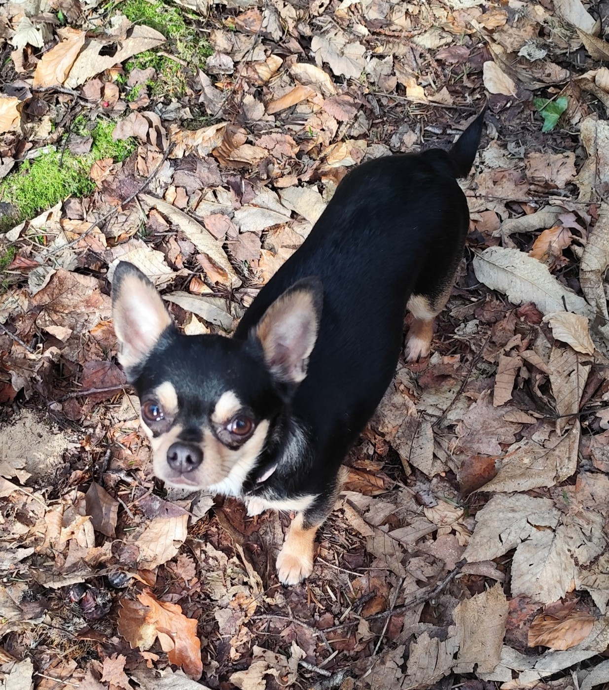 Publication : Des Merveilles De La Nature