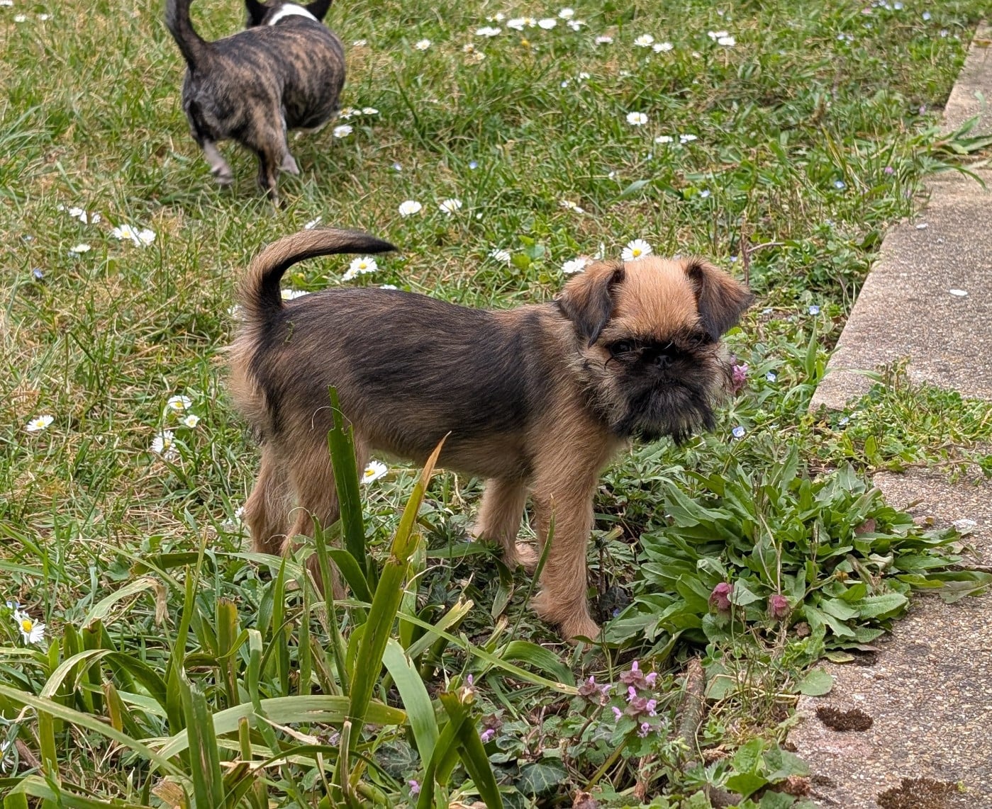 Publication : Of Circé's Shire 