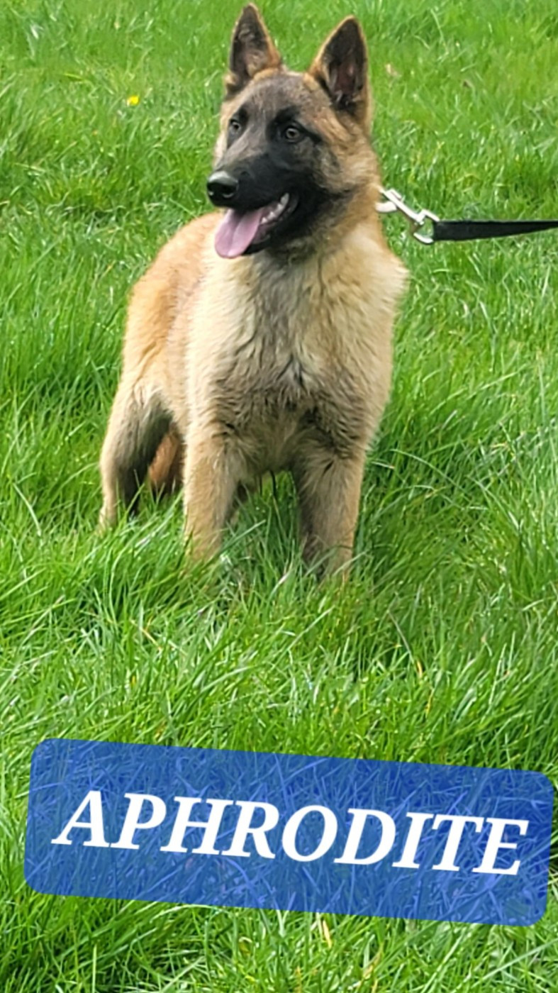 Publication : Du domaine de maryanne Auteur : sylvain prod hon