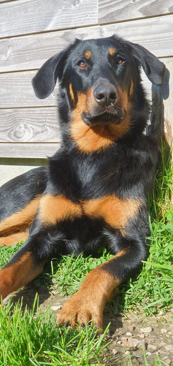 Publication : Des Feux Du Roc'h 