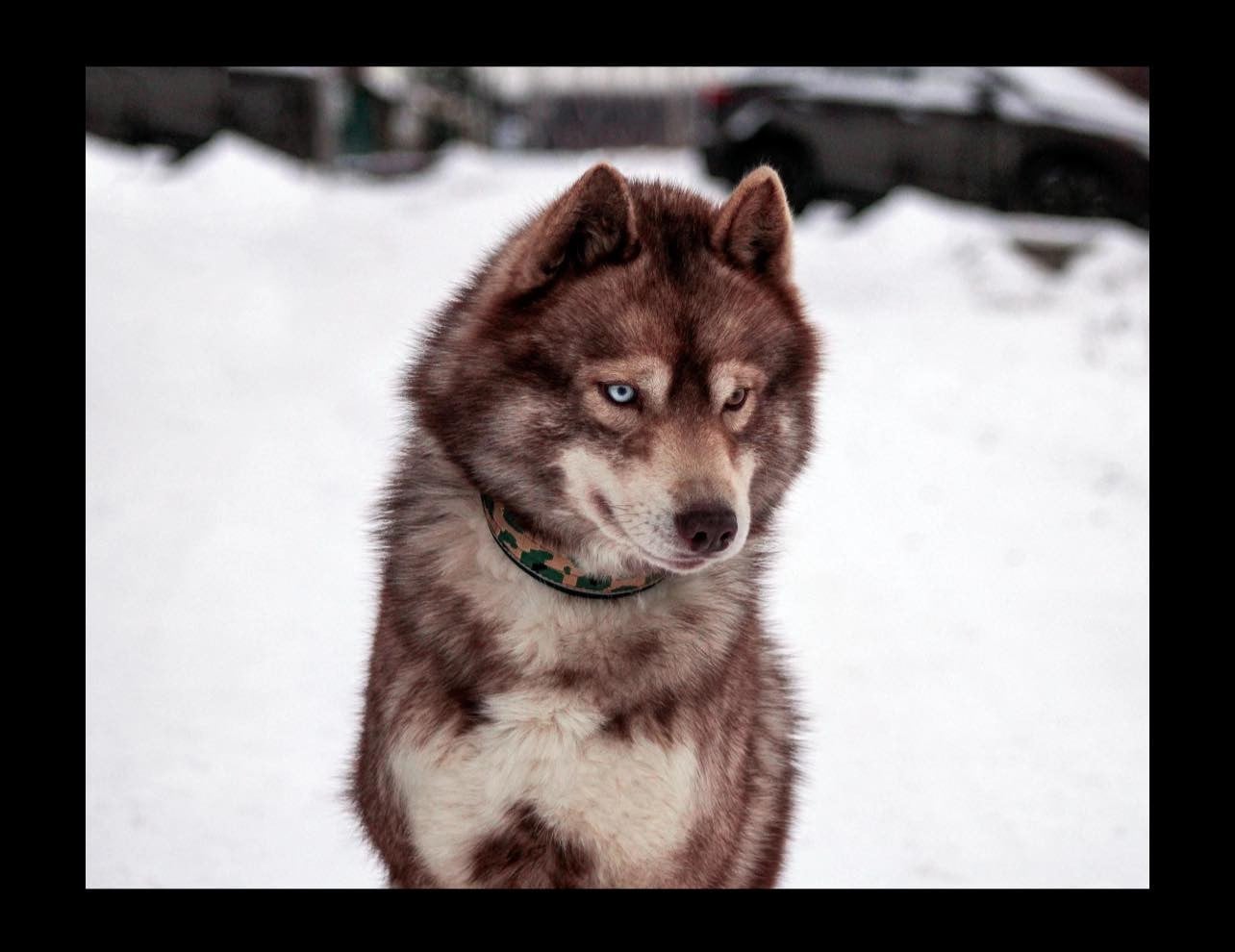 CH. berry mix Need for speed