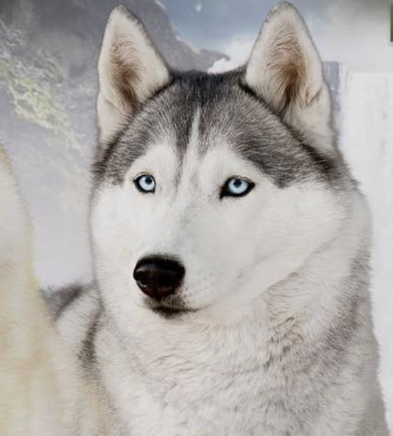 Karnlita sofia angel