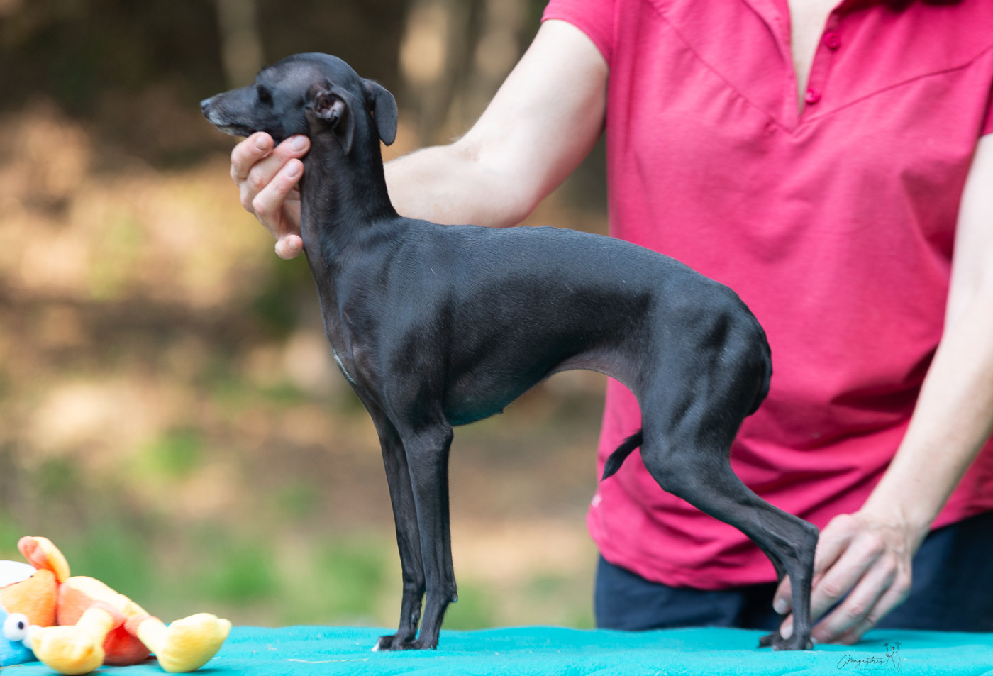 Publication : de magistris Auteur : N.Hurel