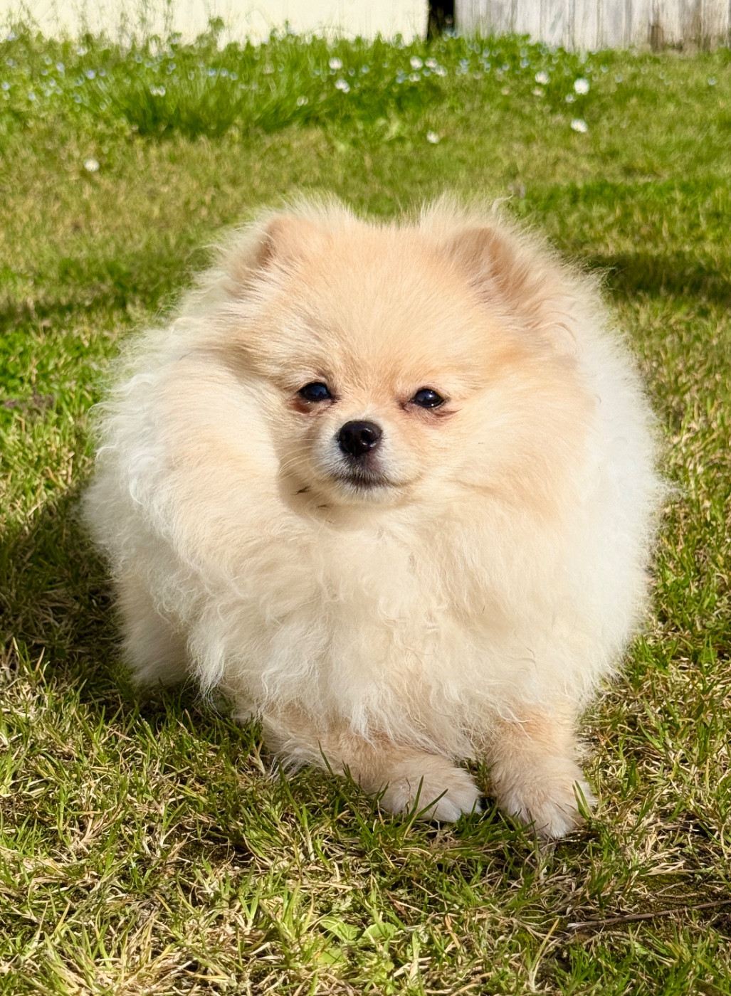 Publication : Pokepom