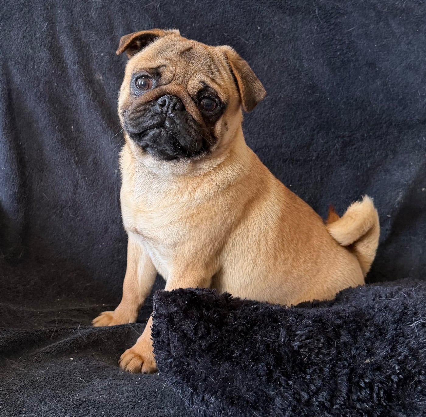 Publication : de la douce folie Auteur : Moi