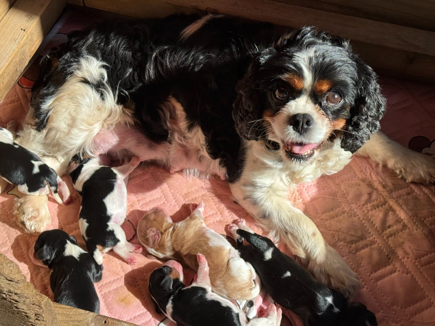 Publication : Du Royaume D’Héra 