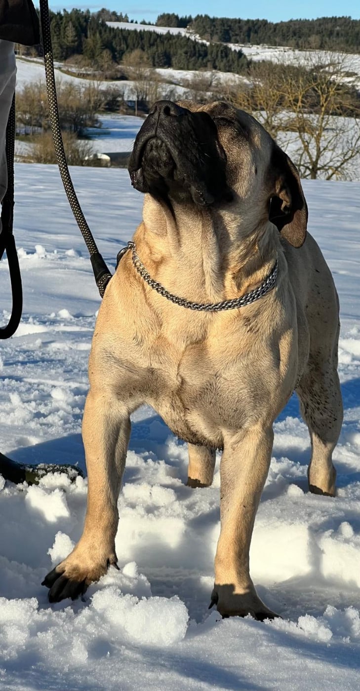 Uzielle Von Den Velay Bergen Des Monts Du Velay