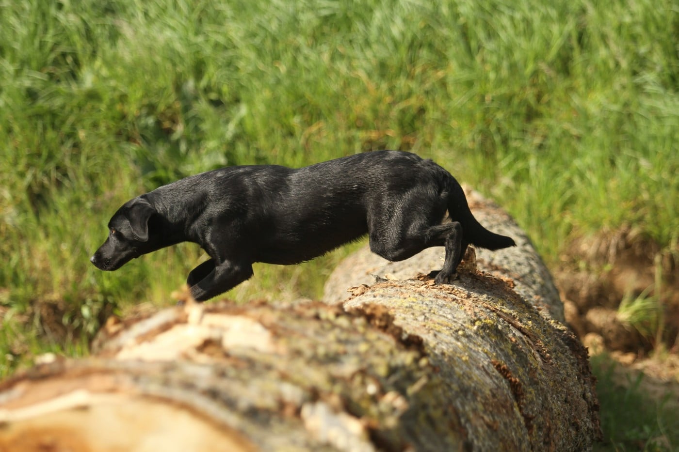 Publication : Des Tourbieres De La Souche